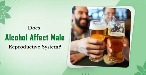 Does Alcohol Affect The Male Reproductive System