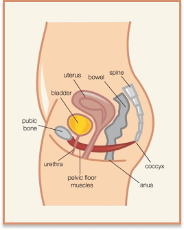 Pelvic Floor Dysfunction